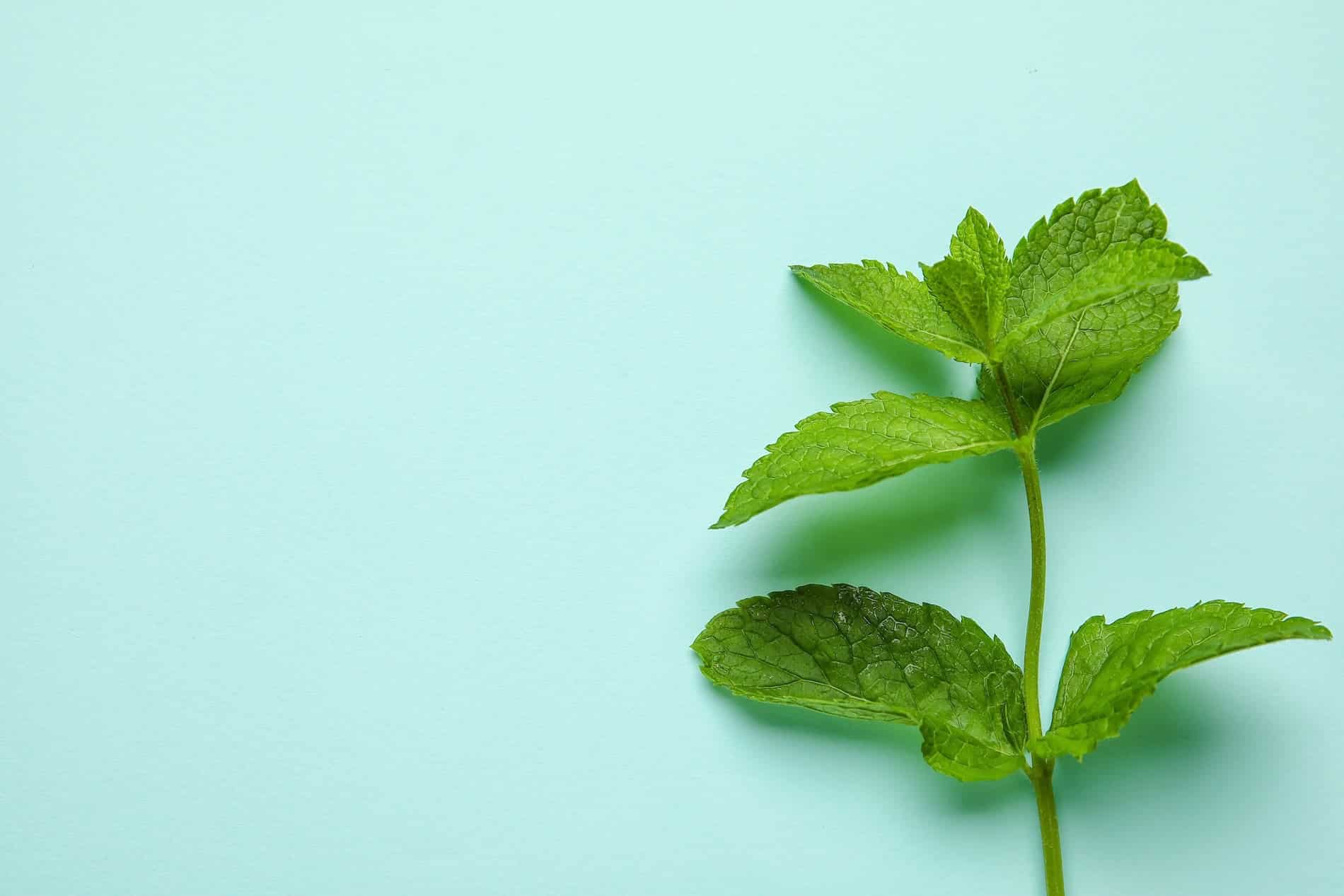Professionelle Zahnreinigung Kiel